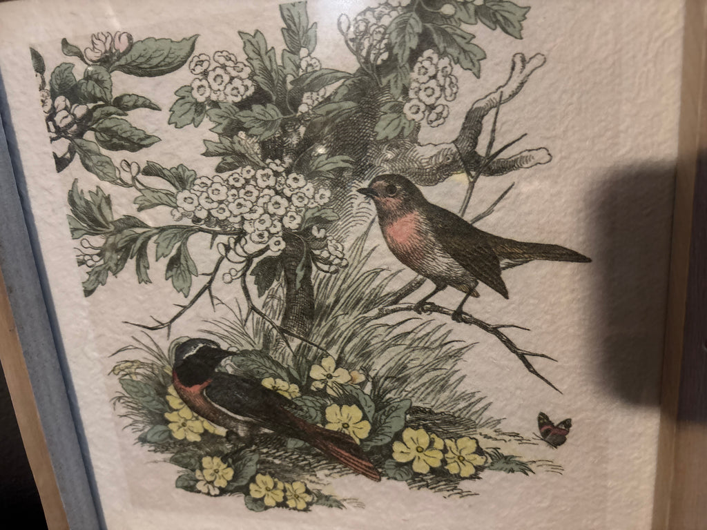 BIRD & BOTANICAL PRINT BIRDS ROBINS