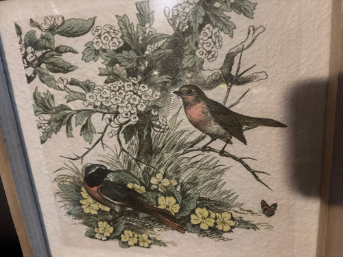 BIRD & BOTANICAL PRINT BIRDS ROBINS
